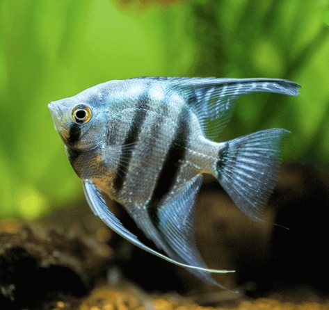 Angel Fish
